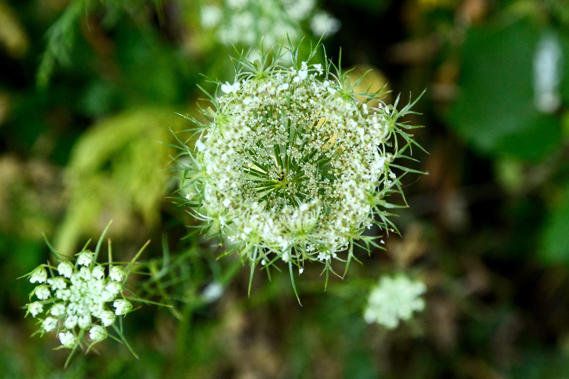 Daucus carota (Queen Anne's lace)